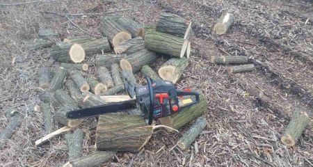 Под Запорожьем поймали мужчину на незаконной вырубке деревьев