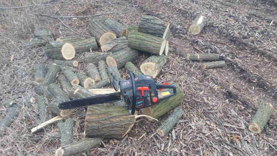 Под Запорожьем поймали мужчину на незаконной вырубке деревьев