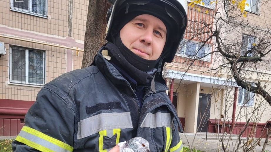 Запорожские спасатели освободили голубя из ловушки на дереве