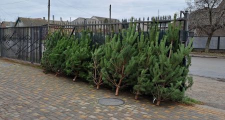 Ялинкові базари перевірили у Запоріжжі &ndash; підсумки чергового рейду