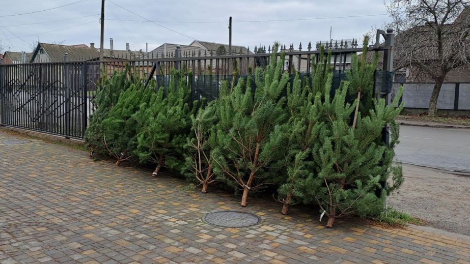 Ялинкові базари перевірили у Запоріжжі &ndash; підсумки чергового рейду