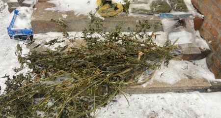 Наркоферма в частном секторе: крупную партию наркотиков изъяли у запорожца