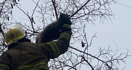 В Запорожье спасли залезшего на 10-метровое дерево котика