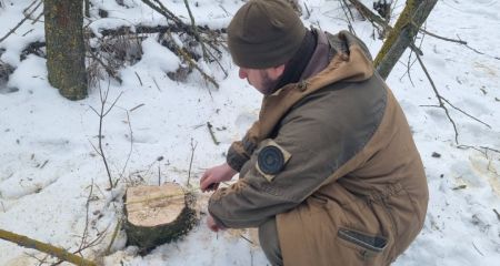 С бензопилой в посадке: под Запорожьем поймали "лесоруба"