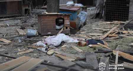 Удар по приюту: выросло количество погибших животных после обстрела Запорожья