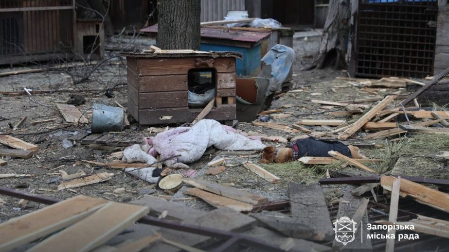 Удар по притулку: зросла кількість загиблих тварин після обстрілу Запоріжжя