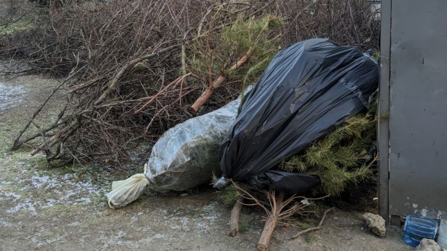 Новорічні ялинки просто неба: у Запоріжжі знайшли два стихійні смітники