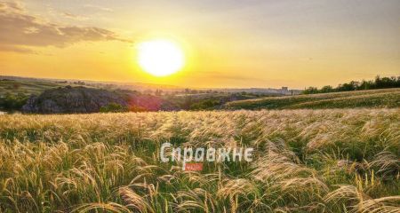 У Запоріжжі на Хортиці може побільшати ковили