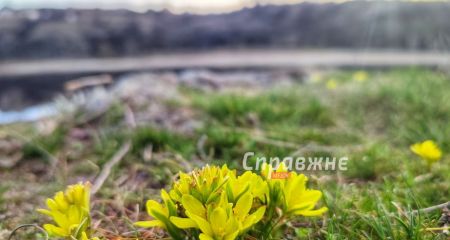 Через війну Хортиця зустрічає весну без бобрів і деяких водних рослин