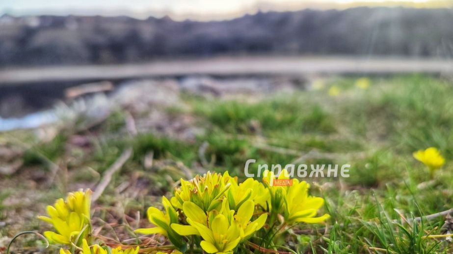 Через війну Хортиця зустрічає весну без бобрів і деяких водних рослин