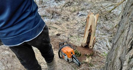 С бензопилой в лесополосе: под Запорожьем остановили вырубку деревьев