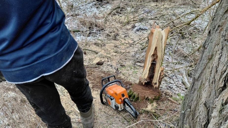 З бензопилою в лісосмузі: під Запоріжжям зупинили вирубку дерев