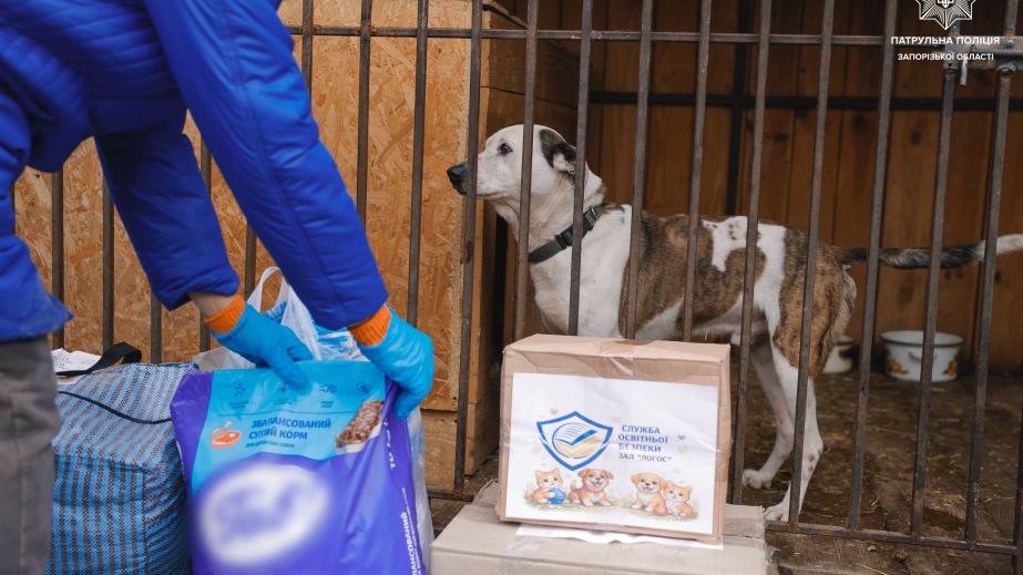 Запорожцы собрали помощь для собачьего приюта после удара РФ