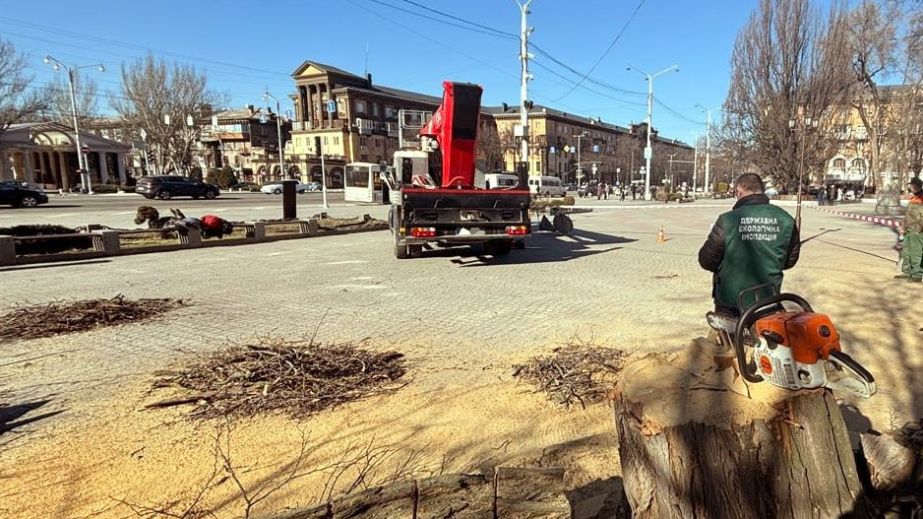Спиливание деревьев на площади Художников в Запорожье: что говорят экологи