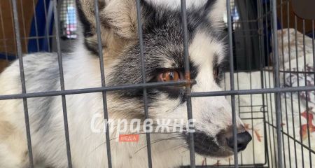 Запорожское приют для животных приютил мраморную лису