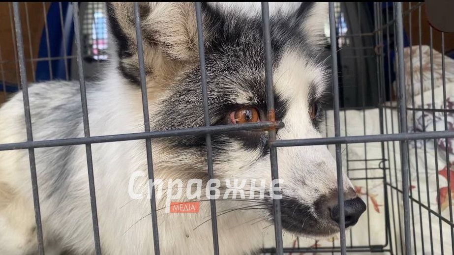 Запорізький притулок для тварин прихистив мармурову лисицю