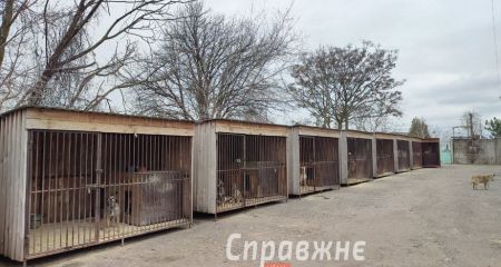 У Запоріжжі "Дай лапу, друже" більше не прийматиме тварин &ndash; причина