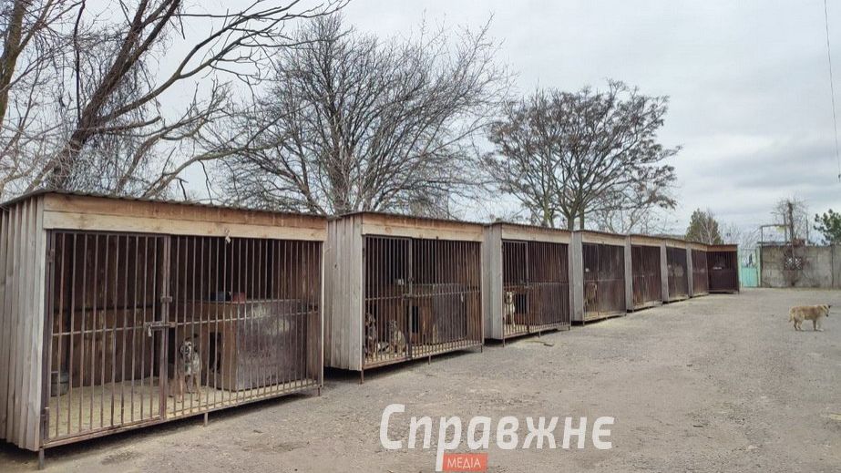 У Запоріжжі "Дай лапу, друже" більше не прийматиме тварин &ndash; причина