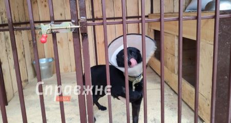 Волонтерку і собак лікують другий місяць: що з притулком для тварин у Запоріжжі