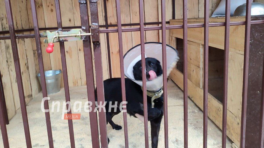 Волонтерку і собак лікують другий місяць: що з притулком для тварин у Запоріжжі