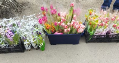 Экологи проверили "цветочные точки" Запорожье: что нашли