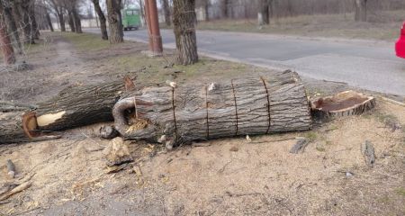 Дерева пиляли без дозволів у спальному районі Запоріжжі &ndash; що відомо
