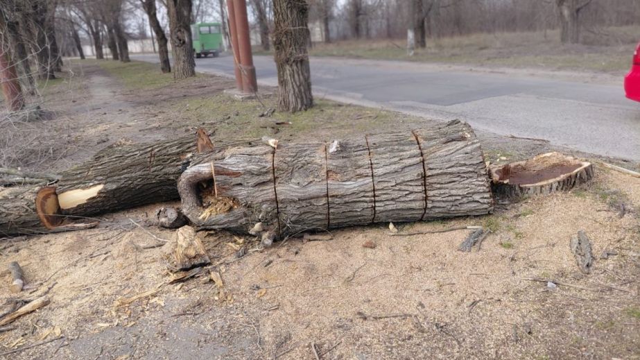 Дерева пиляли без дозволів у спальному районі Запоріжжі &ndash; що відомо