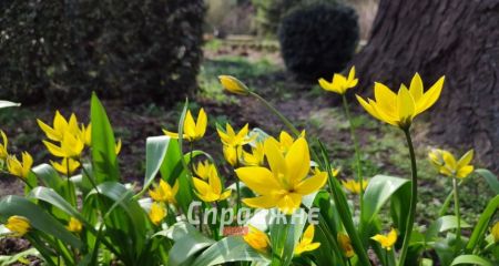 Чи встигнуть містяни на цвітіння &ndash; кадри із зачиненого ботсаду Запоріжжя