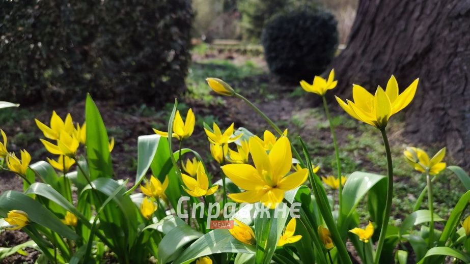 Успеют ли горожане на цветение &ndash; кадры из закрытого ботсада Запорожья