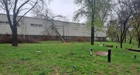 Велике дерево спиляли в Запоріжжі: екологи звернулися до поліції