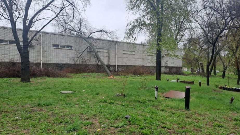 Большое дерево спилили в Запорожье: экологи обратились в полицию