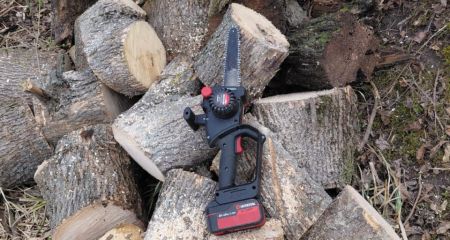 Пень вместо клёна: экологи Запорожья выявили незаконную вырубку