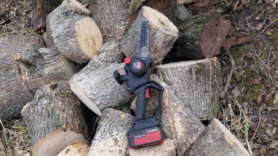 Пеньок замість клена: екологи Запоріжжя виявили незаконну вирубку