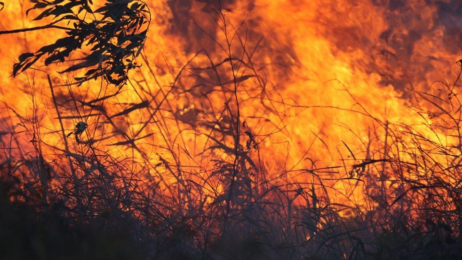 Господарча споруда та сухостій палали після обстрілів у Запоріжжі та передмісті