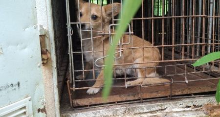 У громаді на Запоріжжі провели восьму стерилізацію тварин