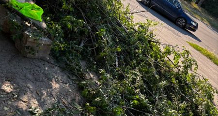 Дерево повредили в одном из районов Запорожья: что обнаружили экологи