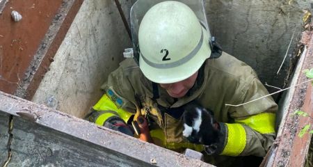 Застрягли в ямі: у Запоріжжі врятували двох кошенят