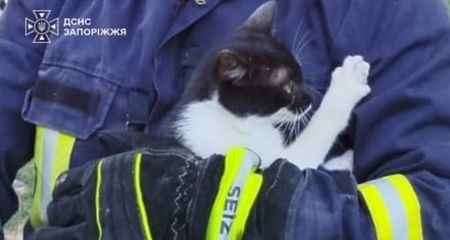 У Запоріжжі врятували кота, який застряг на високому дереві