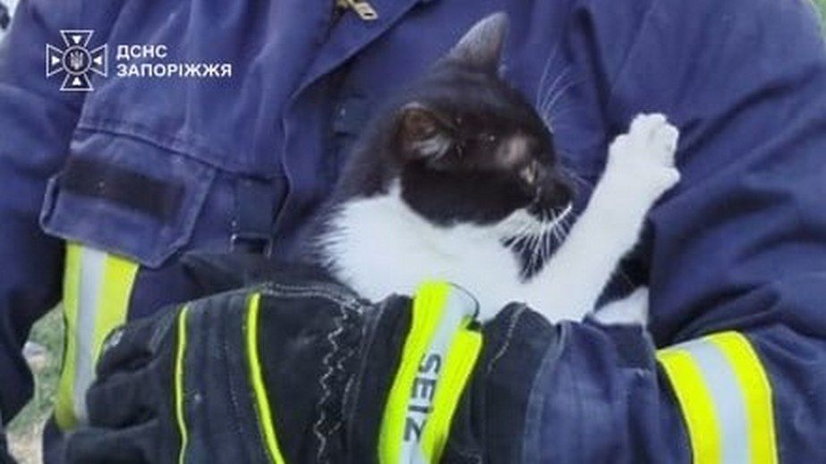 В Запорожье спасли кота, застрявшего на высоком дереве