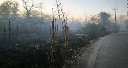 В Запорожье за сутки выгорело более 3,6 га экосистем