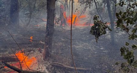 Понад гектар екосистем вигоріли у Запоріжжі й області