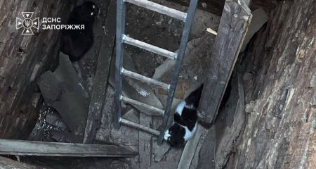 Поліцейські та надзвичайники рятували тварин на Запоріжжі