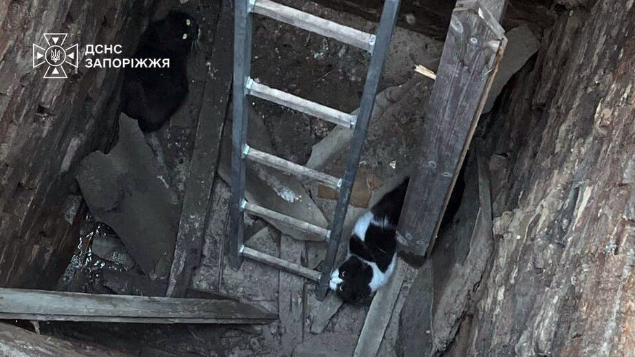 Поліцейські та надзвичайники рятували тварин на Запоріжжі