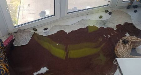 Колонія кажанів оселилася на балконі багатоповерхівки в Запоріжжі &ndash; подробиці