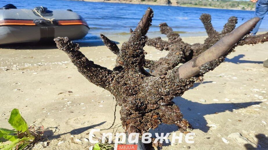 Запорізькі археологи знайшли в Дніпрі голову стародавнього оленя