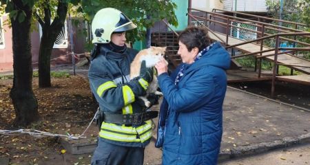 Кошка застряла на высоком дереве в Запорожье
