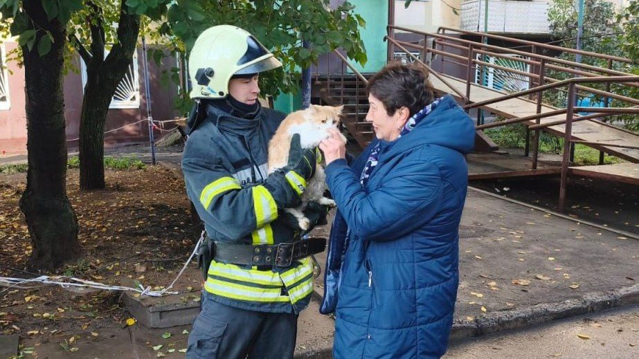 Кішка застрягла на високому дереві у Запоріжжі