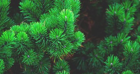 Елочные базары официально открылись в Запорожье: какой ассортимент и цены