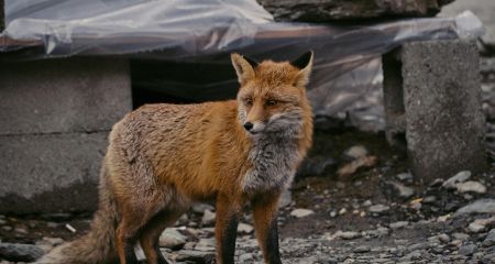 Три вогнища сказу серед тварин фіксують в Запорізькій області