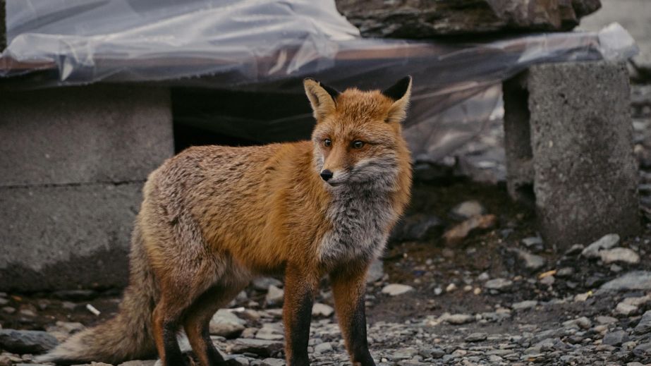 Три вогнища сказу серед тварин фіксують в Запорізькій області